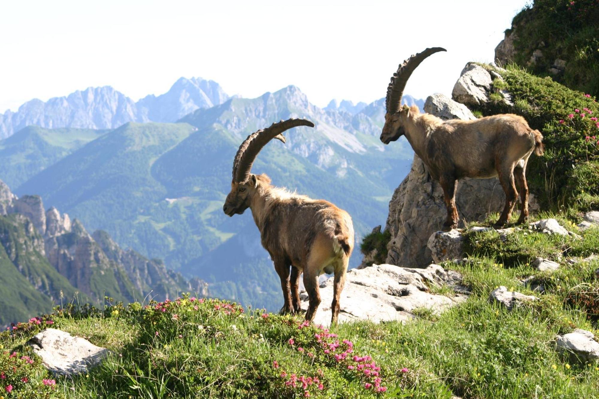 Hotel Davost Forni di Sopra Esterno foto